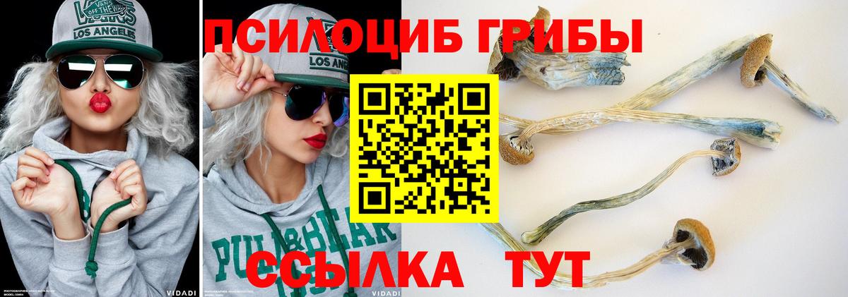 Псилоцибиновые грибы Psilocybine cubensis Муравленко